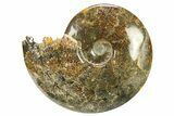 Polished, Agatized Ammonite (Cleoniceras) - Madagascar #281352-1